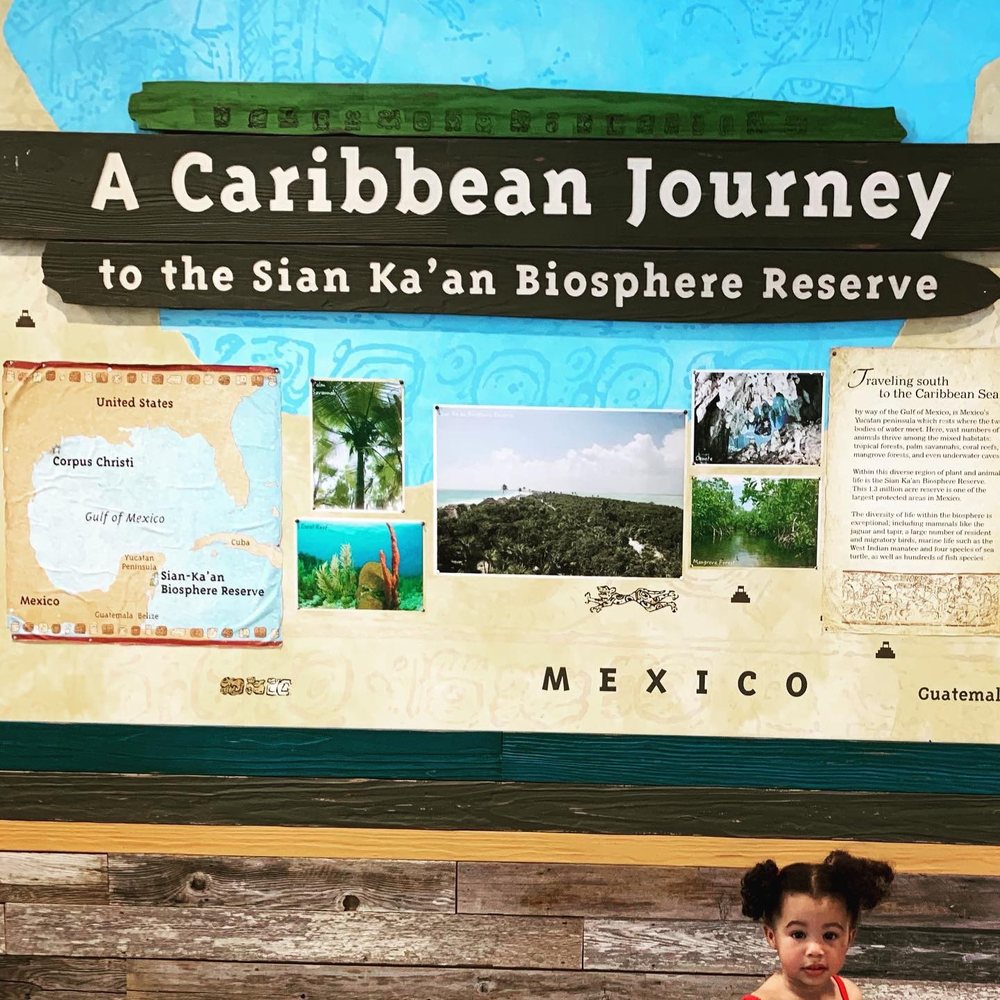 Texas State Aquarium - Carribean Sea Exhibit! - Aquariums Near Me - Corpus Christi, Texas Texas State Aquarium - Carribean Sea Exhibit! - Aquariums Near Me - Corpus Christi, Texas