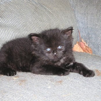 Great Plains SPCA - Bodacious Star Aura, my gift from the Goddess (i.e., Mother Earth), after TLC, mother's milk replacement, and  lots of cuddling, - Animal Shelters Near Me - Merriam, Kansas
