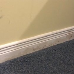 Bruce Peninsula Cottage Rentals - Mold in the basement bedroom