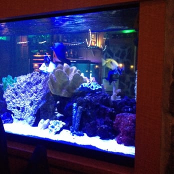 Kennedy's Cove - Beautiful salt water fish tanks! - Steakhouses Near Me - Clarence, New York Kennedy's Cove - Beautiful salt water fish tanks! - Steakhouses Near Me - Clarence, New York