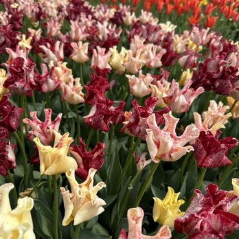 The Tulip Experience - Cafes Near Me - Noordwijkerhout, ZH