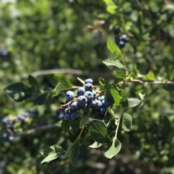 Blueberry Hill Berries - a cluster of blueberries on a branch - Farmers Market Near Me - Wapato, Washington Blueberry Hill Berries - a cluster of blueberries on a branch - Farmers Market Near Me - Wapato, Washington