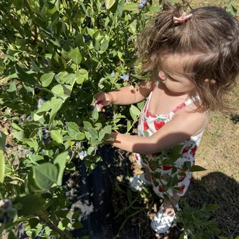 Daisy Creek Farms - My sweet little pumpkin picking berries - Pick Your Own Farms Near Me - Galt, California