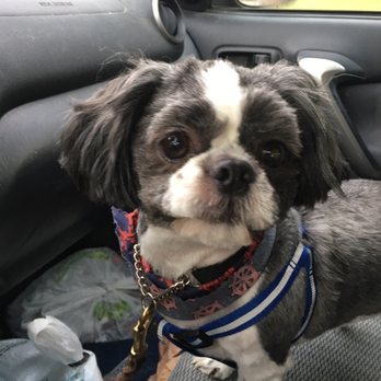 Furever Friends - Vennie after - Pet Groomers Near Me - West Caldwell, New Jersey Furever Friends - Vennie after - Pet Groomers Near Me - West Caldwell, New Jersey