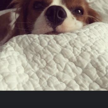 Cocker Spaniel Rescue of Austin - Animal Shelters Near Me