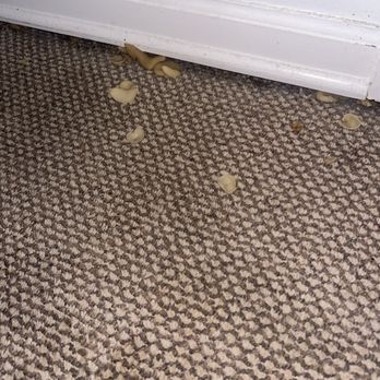 Peak Properties - Here are mushrooms that have been growing through the carpet and they have done nothing about it. - Property Management Near Me - Chicago, Illinois Peak Properties - Here are mushrooms that have been growing through the carpet and they have done nothing about it. - Property Management Near Me - Chicago, Illinois
