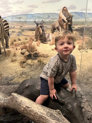 Carnegie Museum of Natural History by null