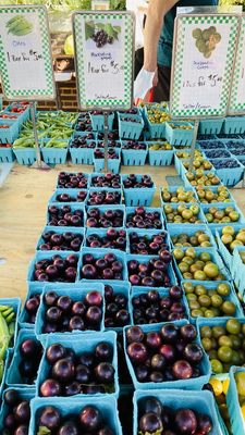 Old Town Farmers' Market by null