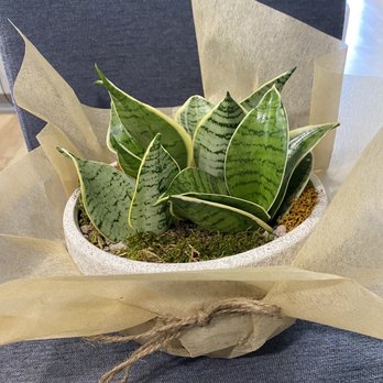 Ciat Flower - Florists Near Me - Fullerton, California Ciat Flower - Florists Near Me - Fullerton, California