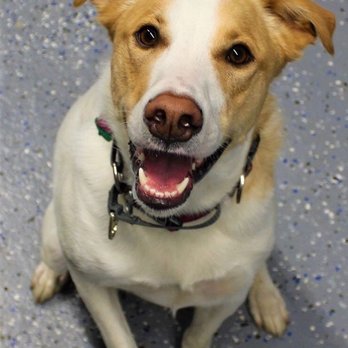 A1K9 Academy - Dog Training - Pet Training Near Me A1K9 Academy - Dog Training - Pet Training Near Me
