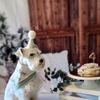 Pawtriotic Dog Bakery gift card