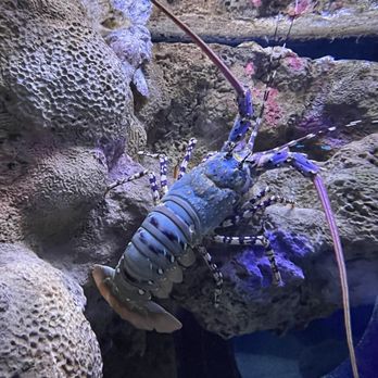 Seattle Aquarium - Aquariums Near Me - Seattle, Washington Seattle Aquarium - Aquariums Near Me - Seattle, Washington