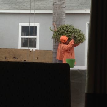 A Timberland Tree Company - Removing Queen Palm tree next to garage - Tree Services Near Me - Inglewood, California A Timberland Tree Company - Removing Queen Palm tree next to garage - Tree Services Near Me - Inglewood, California