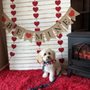 Photo of Dog Grooming of Dacula