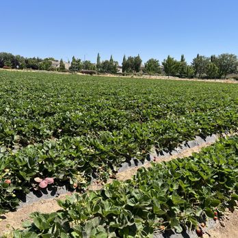 Sun Strawberry - Plenty of strawberries - Fruits & Veggies Near Me - Elk Grove, California Sun Strawberry - Plenty of strawberries - Fruits & Veggies Near Me - Elk Grove, California