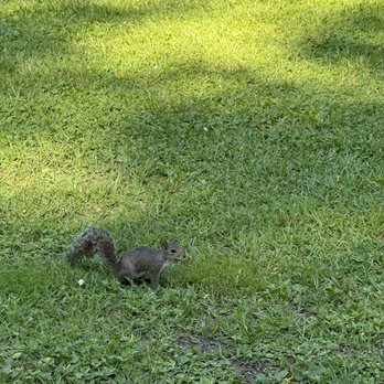 Eden Gardens State Park - Sweet squirrel hanging out - Parks Near Me - Santa Rosa Beach, Florida Eden Gardens State Park - Sweet squirrel hanging out - Parks Near Me - Santa Rosa Beach, Florida