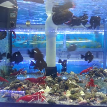 Rainbow Aquarium and Pond - So cute! Shrimp and some other saltwater fish - Aquarium Services Near Me - Arleta, California