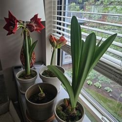 Amaryllis & Caladium Bulb Company