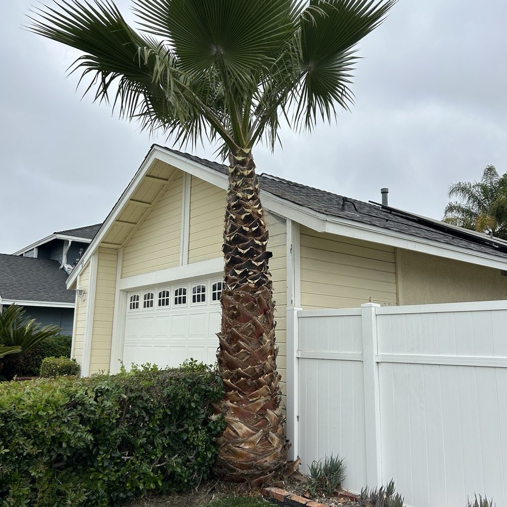 Palm tree after