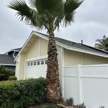 Golden Tree Care - Palm tree after - Tree Services Near Me