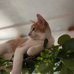 Best Care Animal Hospital