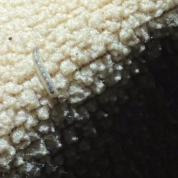 Seacliff Self Storage - Live moth larva - Self Storage Near Me - Huntington Beach, California Seacliff Self Storage - Live moth larva - Self Storage Near Me - Huntington Beach, California