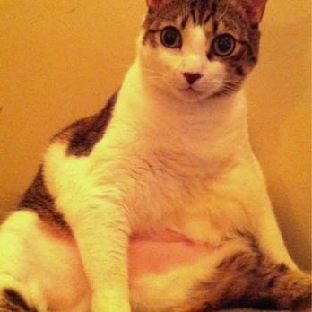 Echo Park Veterinary Hospital - Happy cat! - Veterinarians Near Me - Echo Park, California Echo Park Veterinary Hospital - Happy cat! - Veterinarians Near Me - Echo Park, California