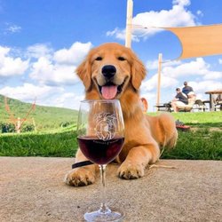 Vineyard Hoppers - Just lying around enjoying the crowd & music at The Cottage.....waiting for the sun to set. It's a dog's life. Apparently not camera shy.