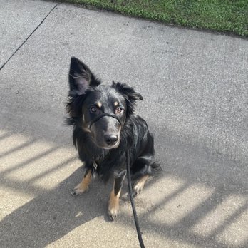 Starr Dog Behavior - Pet Training Near Me - Dallas, Texas Starr Dog Behavior - Pet Training Near Me - Dallas, Texas
