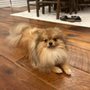Pawsitivley Styled By Sarah
