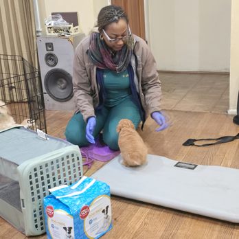 IVS Mobile Vets - Their 1st shots - Veterinarians Near Me IVS Mobile Vets - Their 1st shots - Veterinarians Near Me