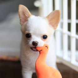 Bonbon Chihuahuas
