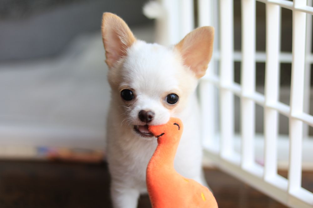 Bonbon Chihuahuas Image