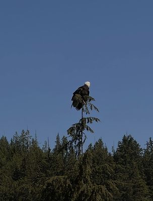 Alaska Rainforest Sanctuary by null