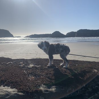 Seal Rocks RV Cove - Our new pup - RV Parks Near Me - Seal Rock, Oregon Seal Rocks RV Cove - Our new pup - RV Parks Near Me - Seal Rock, Oregon