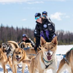 Alaskan Husky Adventures