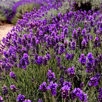 123 Farm - Farmers Market Near Me - Cherry Valley, California