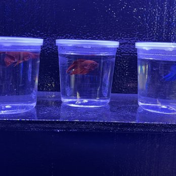 Pet Supreme - Betta fish cups - Pet Stores Near Me - Sylmar, California