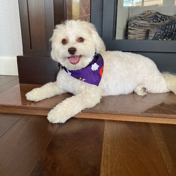 Petopia Grooming - Pet Groomers Near Me