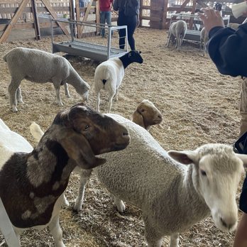 Los Angeles County Fair - Festivals Near Me - Pomona, California