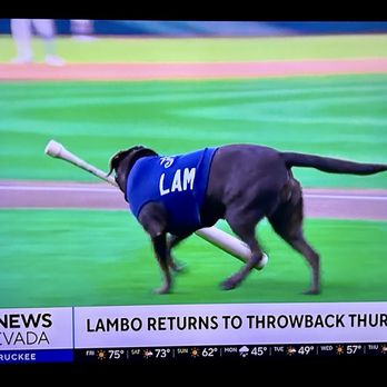 Reno Aces Baseball Club - Bat Dog - Professional Sports Teams Near Me - Reno, Nevada