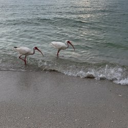 Haley's Motel - Birds on the beach at the bayside