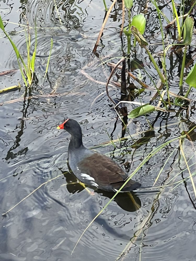 Lake Shipp Park Image