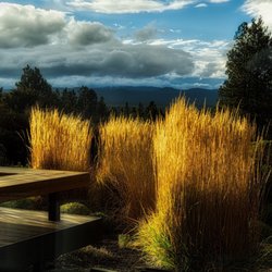 Landsystems Nursery