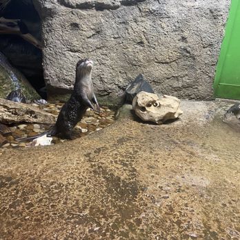 Austin Aquarium - Aquariums Near Me - Austin, Texas