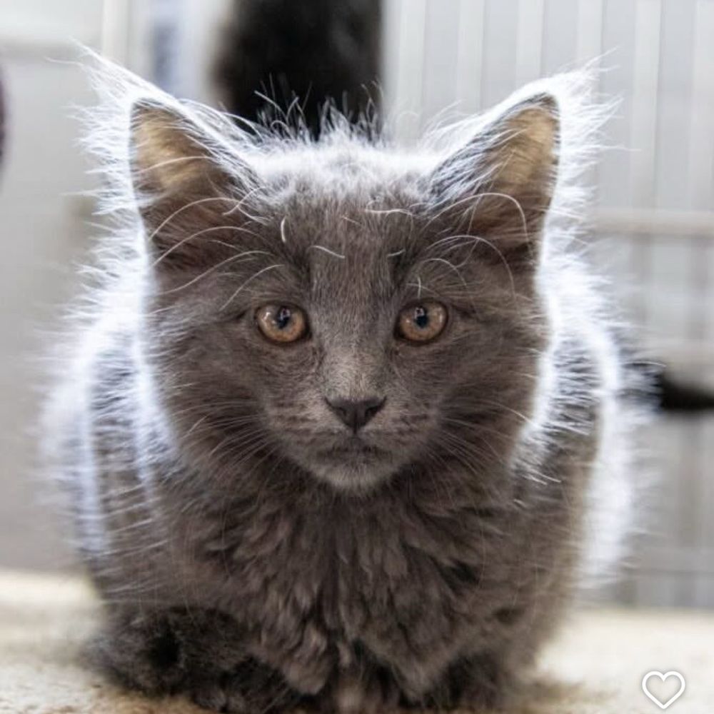 Where to Get My Cat Groomer near Me: Top Trusted Local Picks