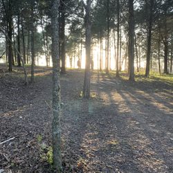 Ethan Page Park Disc Golf Course - The beautiful trees on the course