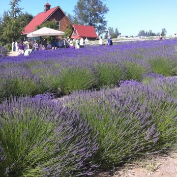 Sequim Lavender Festival - Purple Haze Farm - Festivals Near Me Sequim Lavender Festival - Purple Haze Farm - Festivals Near Me