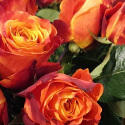 Blumen Engebrecht
