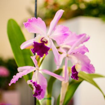 Basket Tree Florist - Florists Near Me - Apex, North Carolina Basket Tree Florist - Florists Near Me - Apex, North Carolina